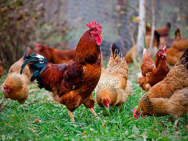 Породы куриц | ЗооТом - продажа, вязка и услуги для животных в Обнинске