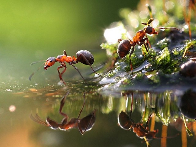Породы муравьев в Обнинске | ЗооТом портал о животных