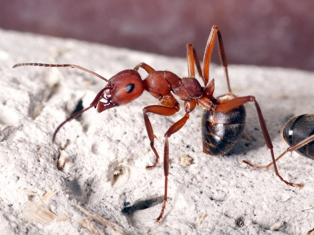 Содержание муравьев и уход за ними в Обнинске | ЗооТом портал о животных