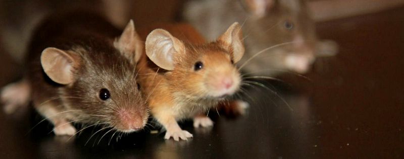 Все о мышах в Обнинске | ЗооТом - продажа, вязка и услуги для животных в Обнинске
