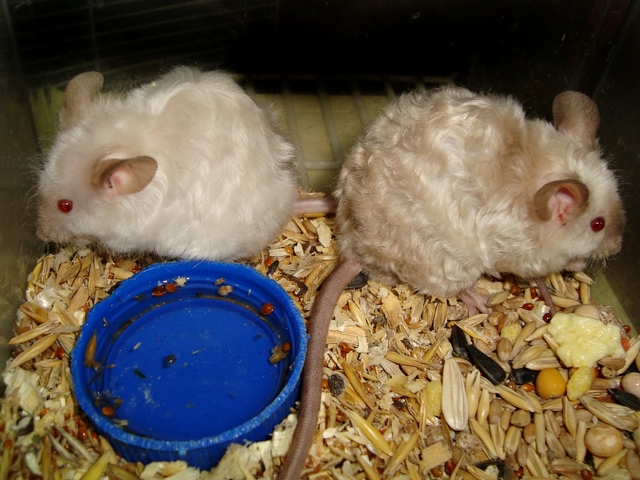 Породы мышей | ЗооТом - продажа, вязка и услуги для животных в Обнинске