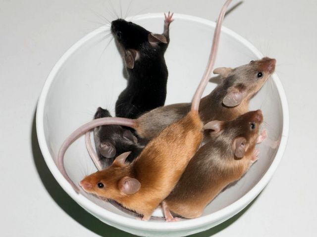 Содержание мышей и уход за ними в Обнинске | ЗооТом - продажа, вязка и услуги для животных в Обнинске
