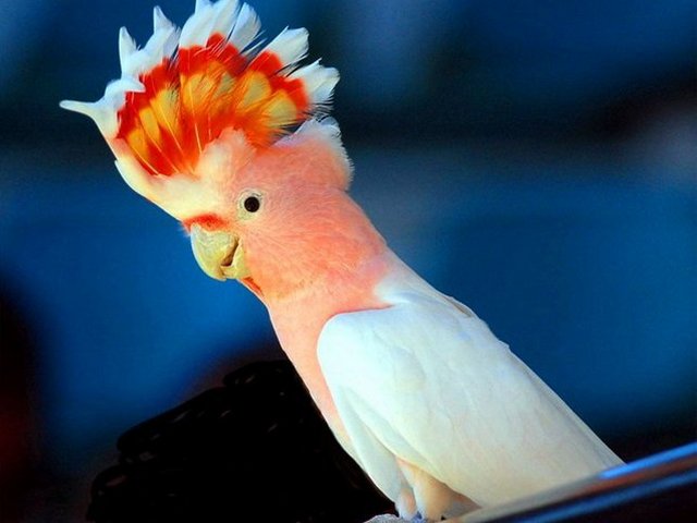 Породы попугаев | ЗооТом - продажа, вязка и услуги для животных в Обнинске