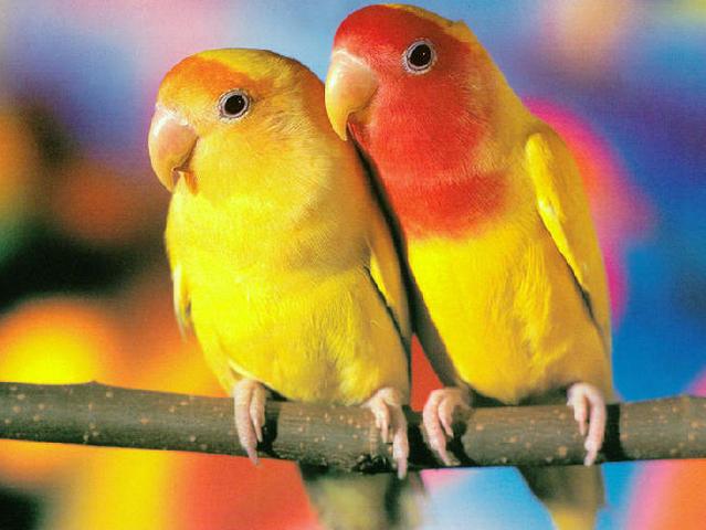 Породы попугаев | ЗооТом - продажа, вязка и услуги для животных в Обнинске