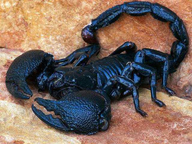 Все о скорпионах в Обнинске | ЗооТом портал о животных