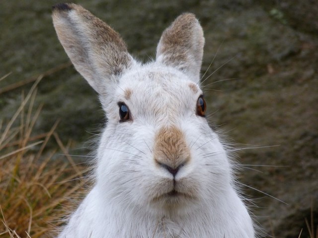 Содержание зайцев и уход за ними | ЗооТом - продажа, вязка и услуги для животных в Обнинске