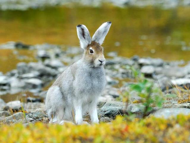 Содержание зайцев и уход за ними | ЗооТом - продажа, вязка и услуги для животных в Обнинске