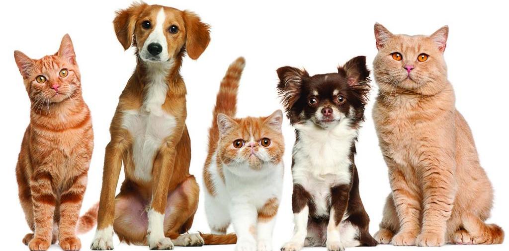 Доска объявлений о животных | ЗооТом - продажа, вязка и услуги для животных в Обнинске