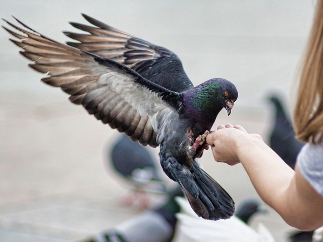 Все о голубях | ЗооТом - продажа, вязка и услуги для животных в Обнинске