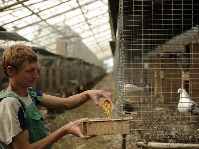 Содержание голубей и уход за ними | ЗооТом - продажа, вязка и услуги для животных в Обнинске