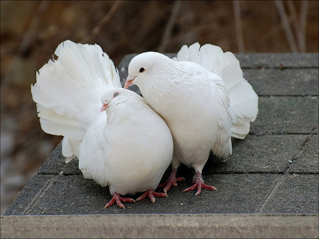 Содержание голубей и уход за ними в Обнинске