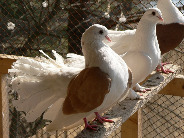 Содержание голубей и уход за ними в Обнинске