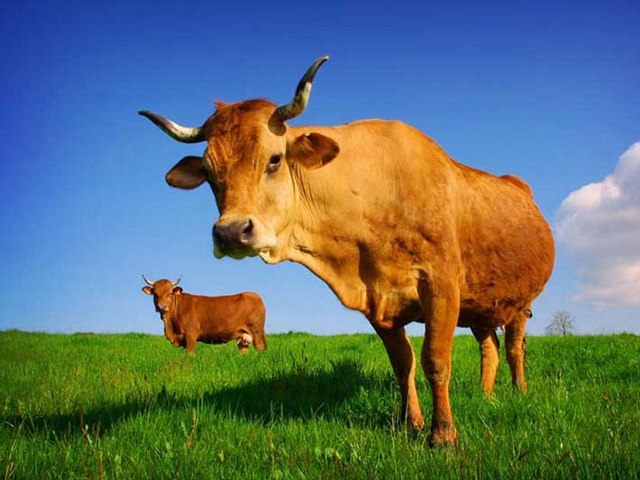 Все о коровах в Обнинске | ЗооТом портал о животных
