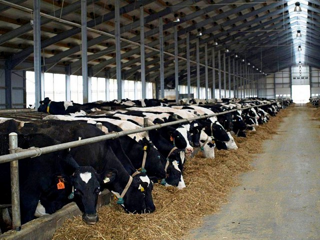Содержание коров и уход за ними в Обнинске | ЗооТом портал о животных