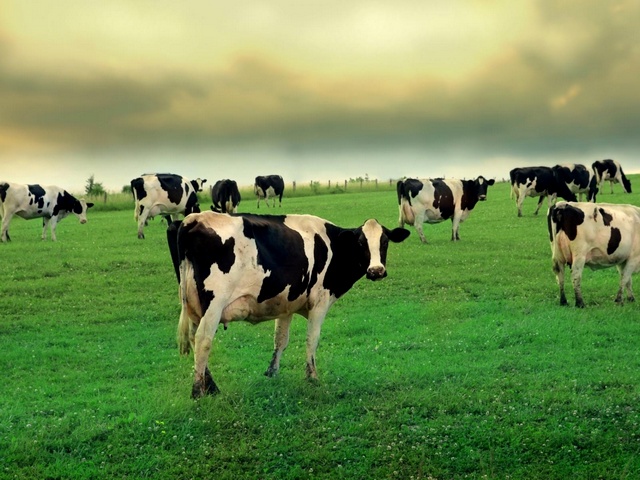 Содержание коров и уход за ними в Обнинске | ЗооТом портал о животных