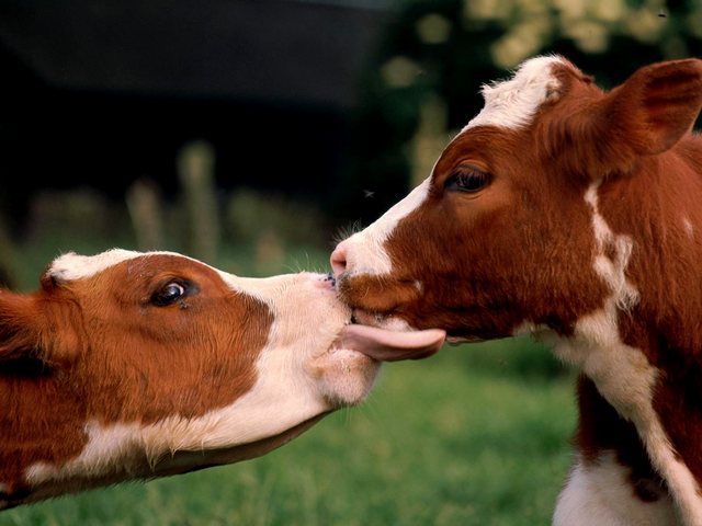 Статьи о коровах в Обнинске | ЗооТом портал о животных