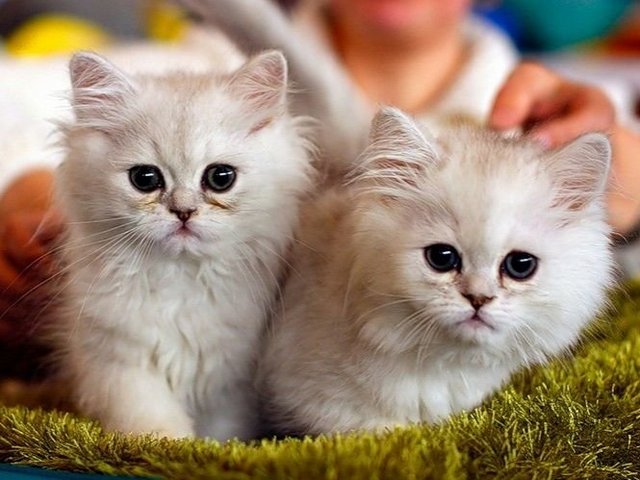 Породы кошек в Обнинске | ЗооТом портал о животных
