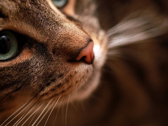 Статьи о кошках в Обнинске | ЗооТом портал о животных