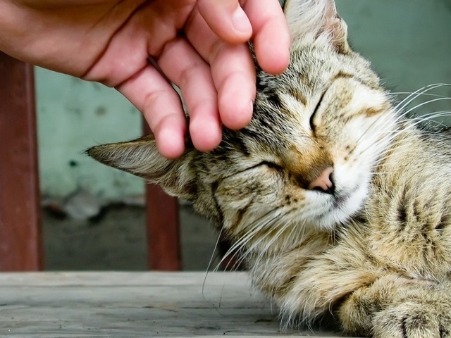 Интересные статьи о кошках в Обнинске | ЗооТом портал о животных