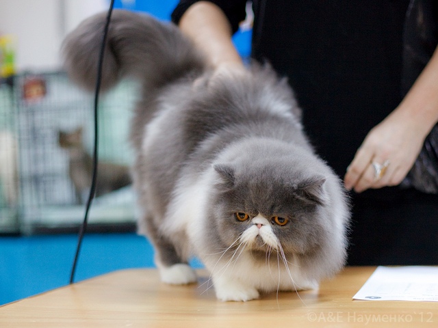 Выставки кошек в Обнинске | ЗооТом портал о животных
