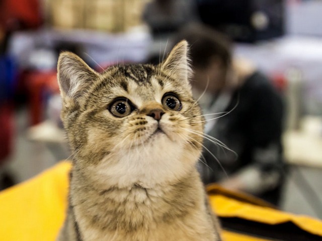 Выставки кошек в Обнинске | ЗооТом портал о животных