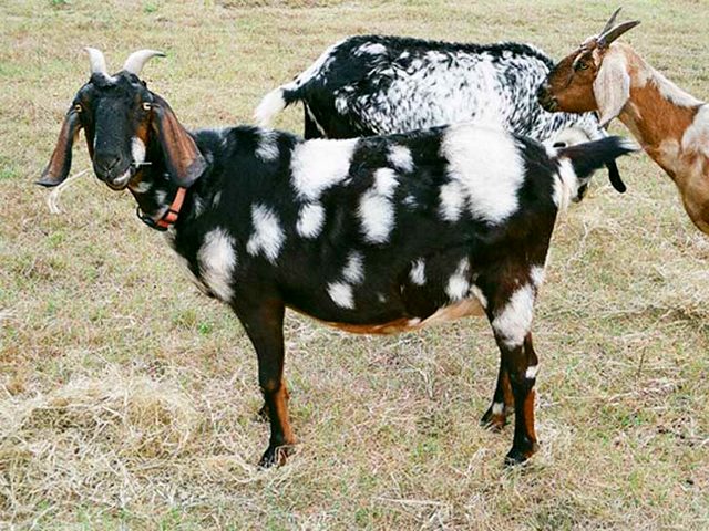 Породы коз в Обнинске | ЗооТом портал о животных