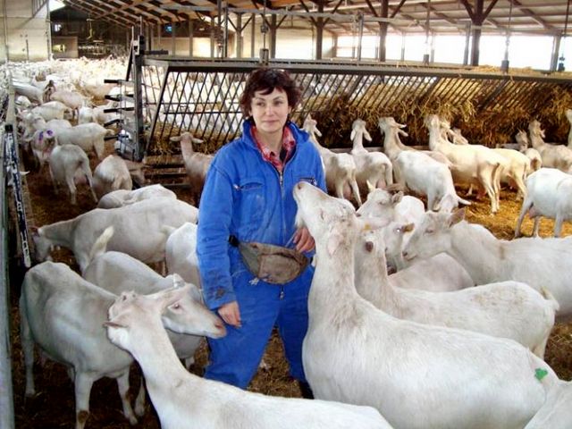 Содержание коз и уход за ними в Обнинске | ЗооТом портал о животных