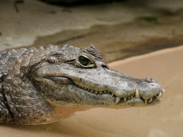 Все о крокодилах в Обнинске | ЗооТом портал о животных