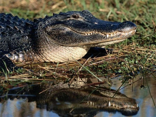 Породы крокодилов в Обнинске | ЗооТом портал о животных
