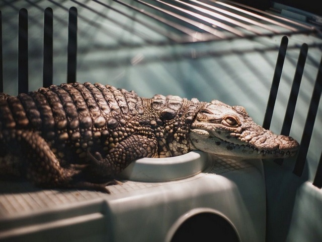 Содержание крокодилов и уход за ними в Обнинске | ЗооТом портал о животных