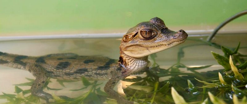 Содержание крокодилов и уход за ними в Обнинске | ЗооТом портал о животных