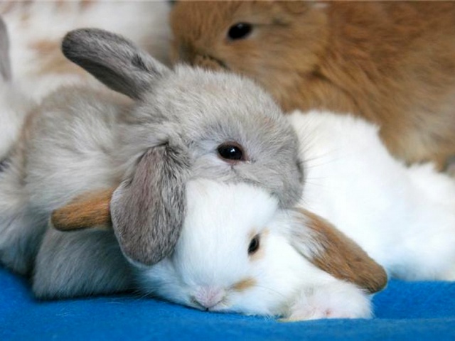 Статьи о кроликах в Обнинске | ЗооТом портал о животных