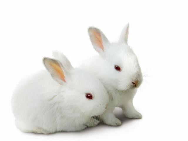 Все о кроликах в Обнинске | ЗооТом портал о животных