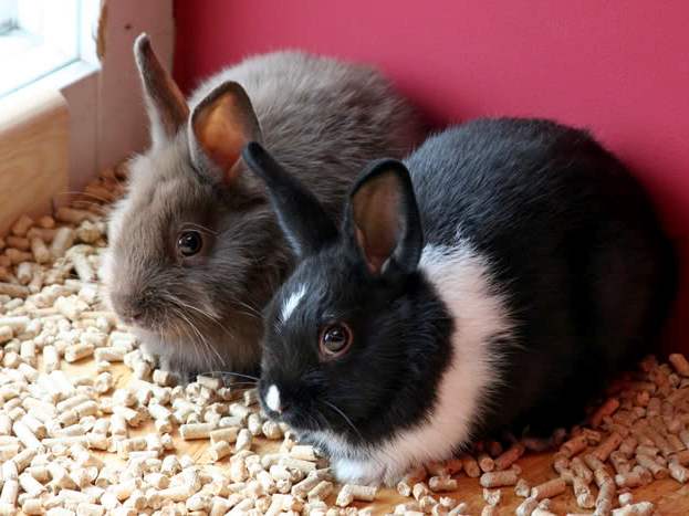 Содержание кроликов и уход за ними в Обнинске | ЗооТом портал о животных