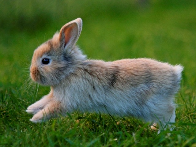 Статьи о кроликах в Обнинске | ЗооТом портал о животных