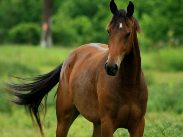 Содержание лошадей и уход за ними в Обнинске | ЗооТом портал о животных