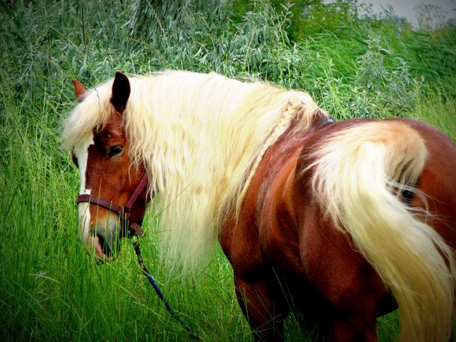 Породы лошадей в Обнинске | ЗооТом портал о животных