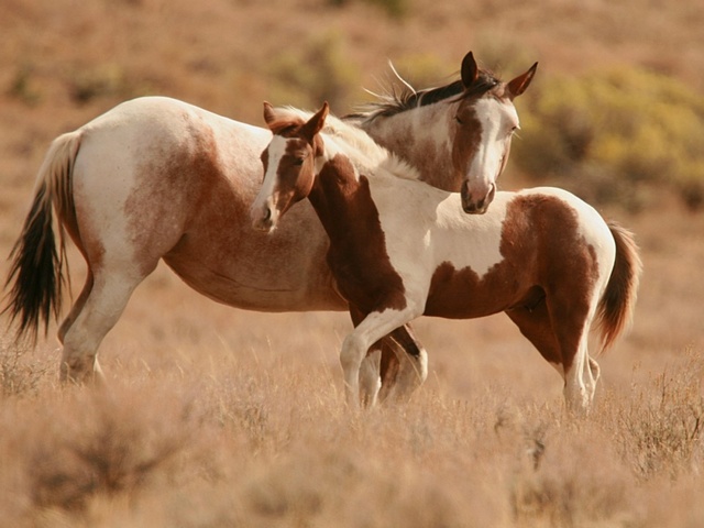 Интересные факты лошадях в Обнинске | ЗооТом портал о животных