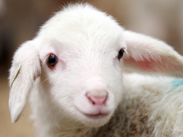 Овцы и бараны в Обнинске | ЗооТом портал о животных