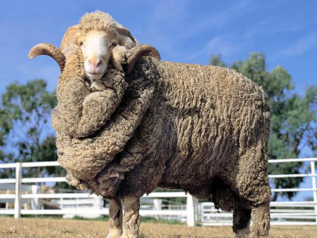 Породы овец в Обнинске | ЗооТом портал о животных