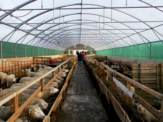 Содержание овец и уход за ними в Обнинске | ЗооТом портал о животных