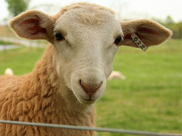 Статьи об овцах в Обнинске | ЗооТом портал о животных