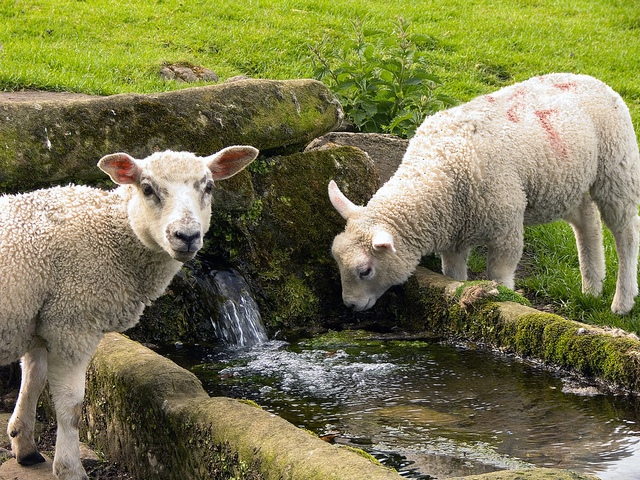Статьи об овцах в Обнинске | ЗооТом портал о животных
