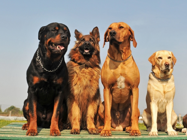 Крупные породы собак в Обнинске | ЗооТом портал о животных