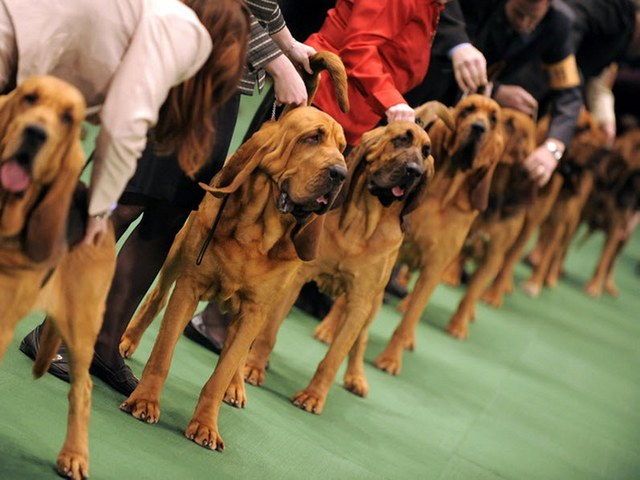 Выставки собак в Обнинске