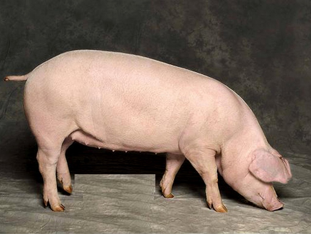 Породы свиней в Обнинске | ЗооТом портал о животных