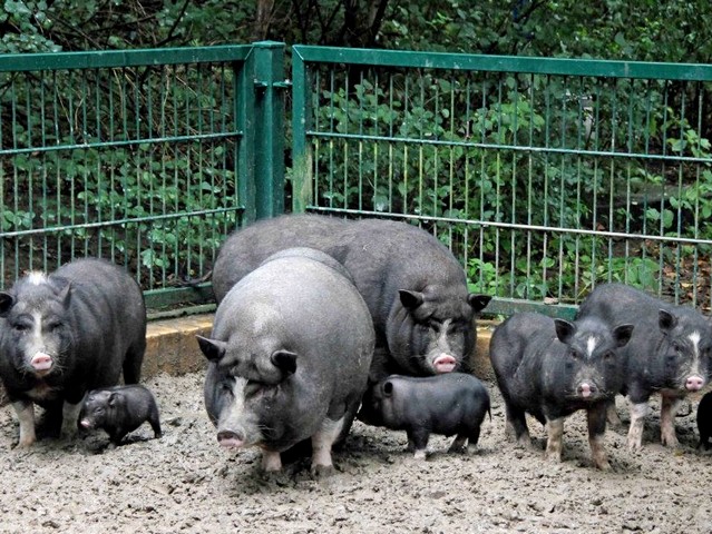 Содержание свиней и уход за ними в Обнинске | ЗооТом портал о животных