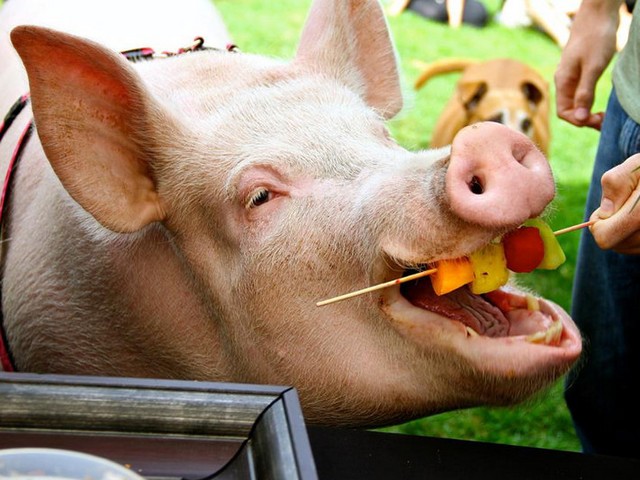 Статьи о свиньях в Обнинске | ЗооТом портал о животных