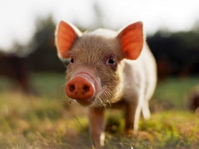 Все о свиньях в Обнинске | ЗооТом портал о животных
